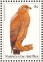 Savanna Hawk (Buteogallus meridionalis)